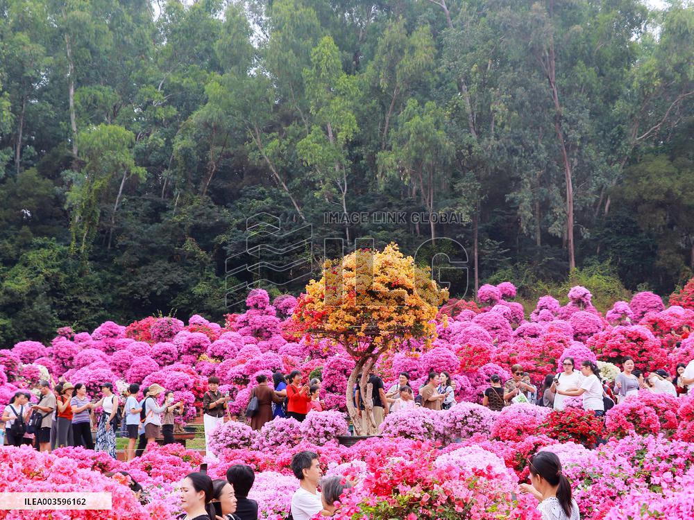 Rhododendron Exhibition in Shenzhen