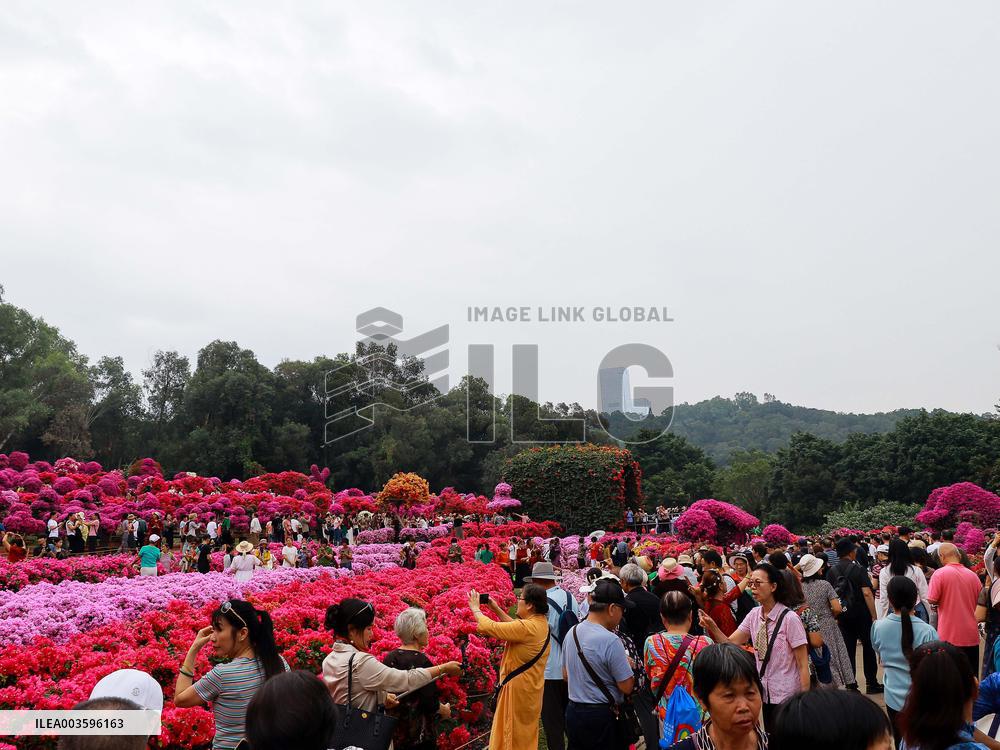 Rhododendron Exhibition in Shenzhen