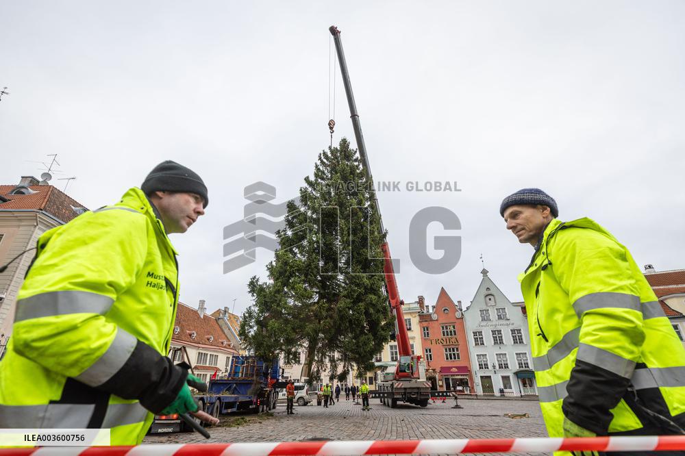 Christmas tree reaches Tallinn's Old Town