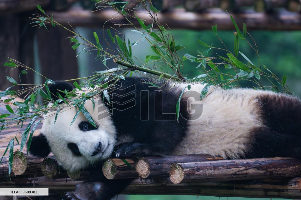China Chongqing Zoo Giant Panda
