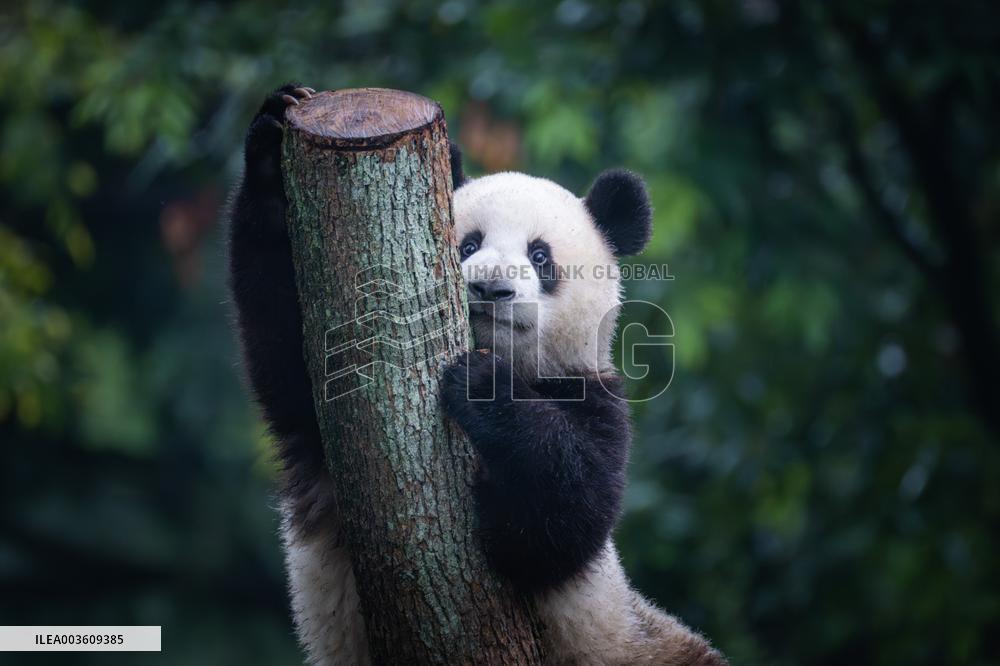 China Chongqing Zoo Giant Panda