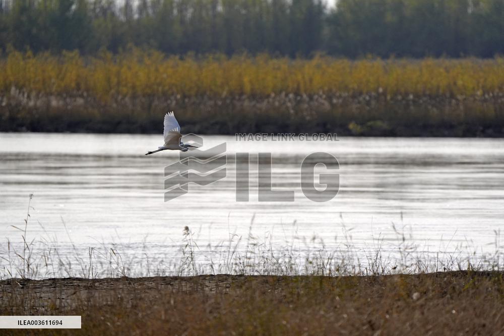 Migratory Birds At A Section Of The Yellow River - China