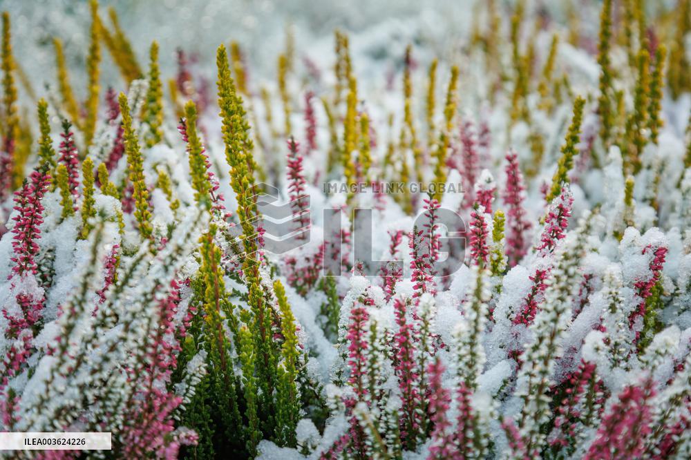 First snow in Tallinn