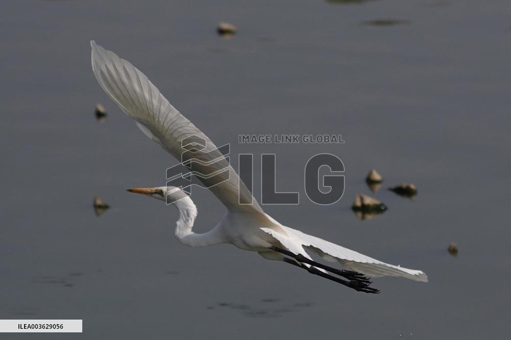 Egret Fly - India