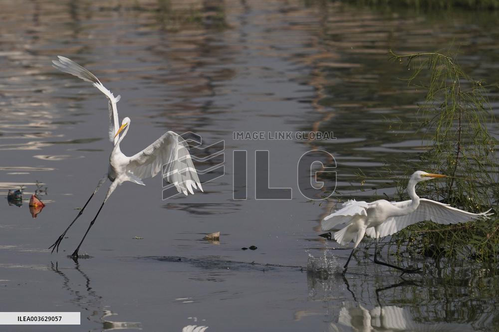 Egret Fly - India