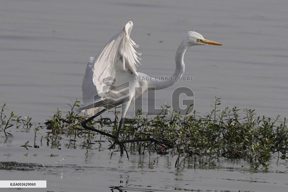 Egret Fly - India