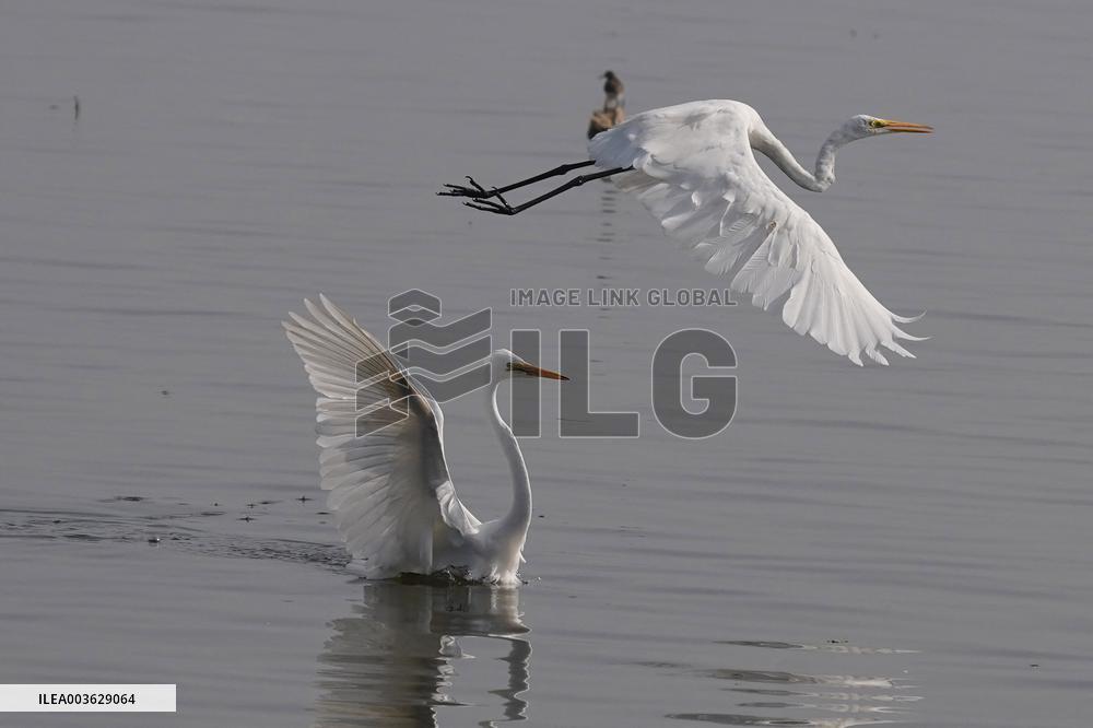 Egret Fly - India