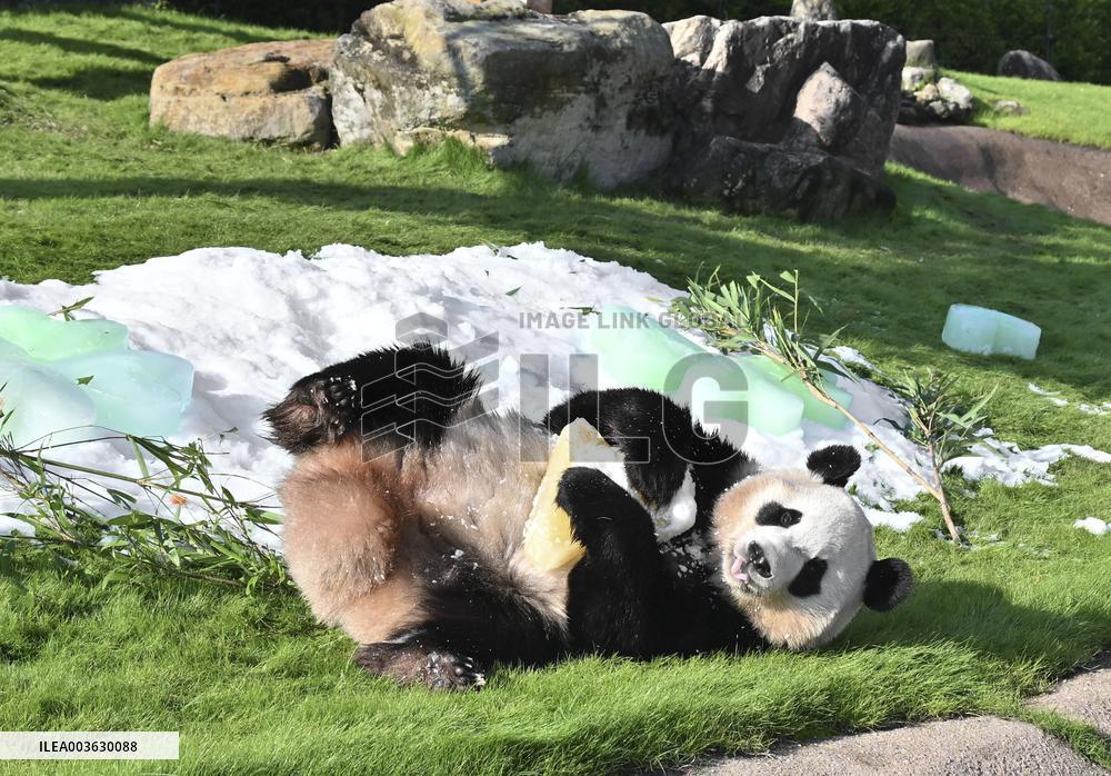 Giant panda Fuhin