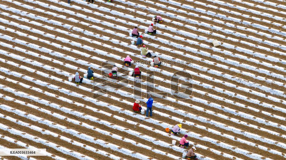 A Salvia Miltiorrhiza Planting Base in Zhucheng