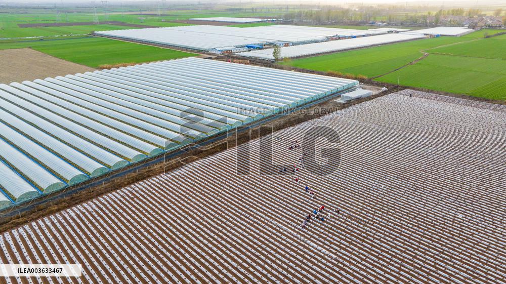 A Salvia Miltiorrhiza Planting Base in Zhucheng