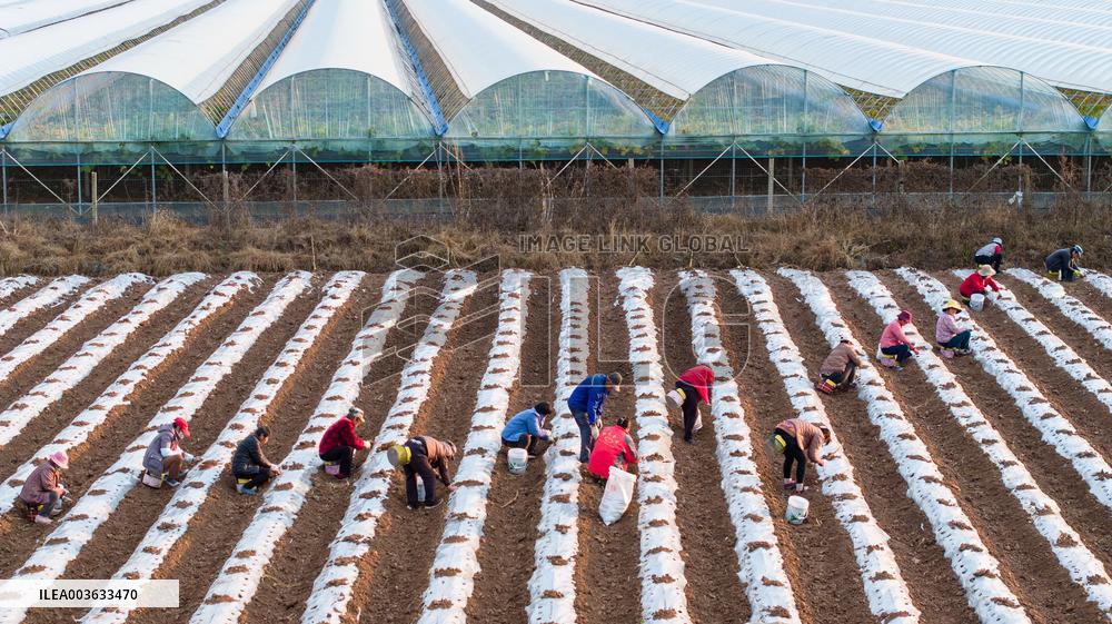 A Salvia Miltiorrhiza Planting Base in Zhucheng