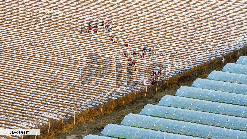 A Salvia Miltiorrhiza Planting Base in Zhucheng