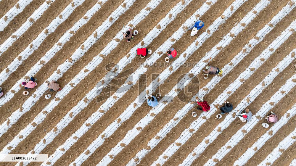 A Salvia Miltiorrhiza Planting Base in Zhucheng