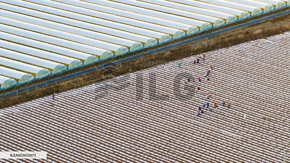 A Salvia Miltiorrhiza Planting Base in Zhucheng