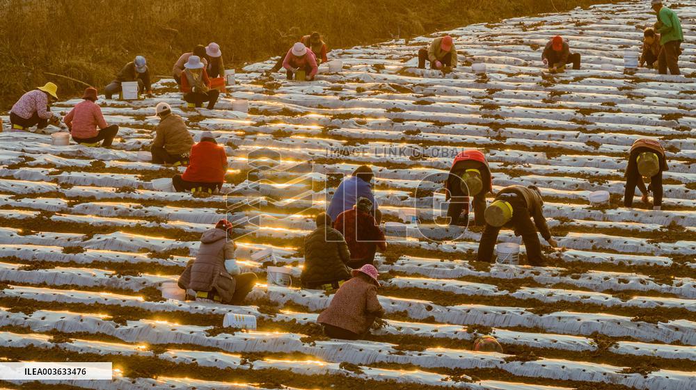 A Salvia Miltiorrhiza Planting Base in Zhucheng