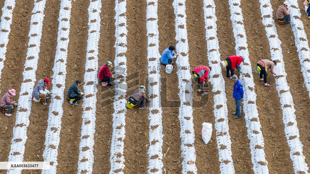 A Salvia Miltiorrhiza Planting Base in Zhucheng