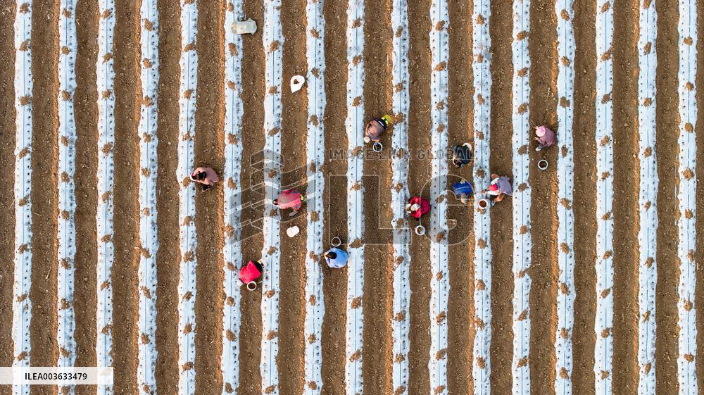 A Salvia Miltiorrhiza Planting Base in Zhucheng