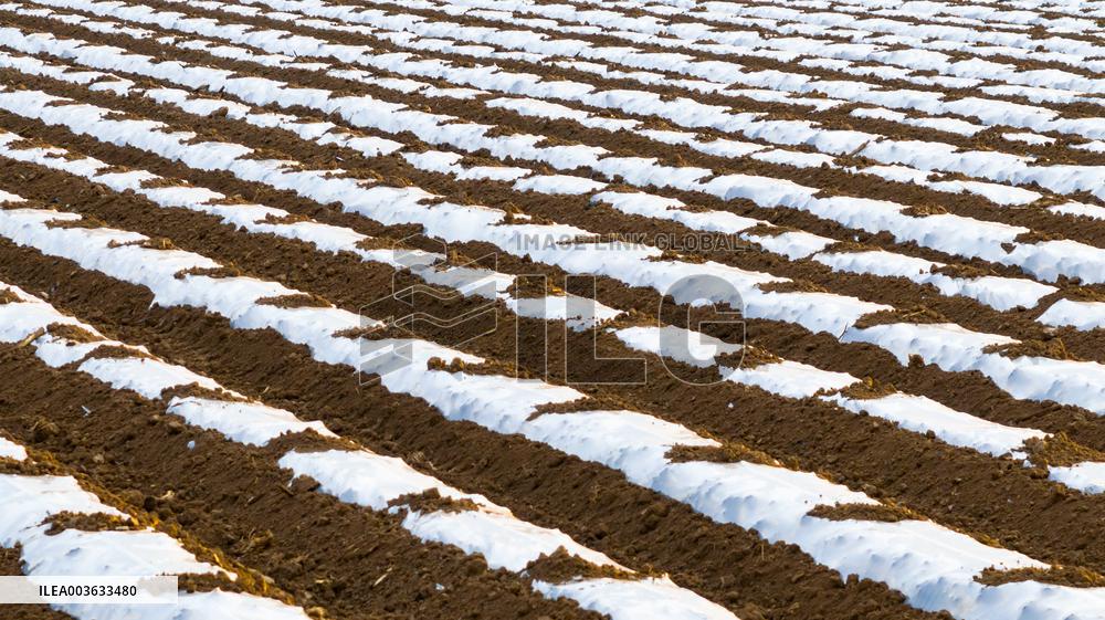 A Salvia Miltiorrhiza Planting Base in Zhucheng