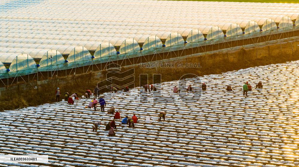 A Salvia Miltiorrhiza Planting Base in Zhucheng