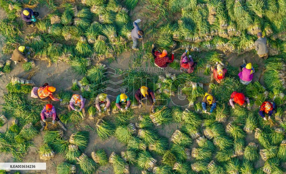 Villagers Harvesting Scallion - China