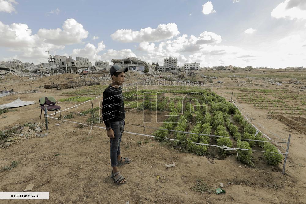 Daily life Of A Palestinian Farmer In The War