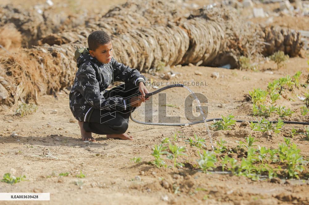 Daily life Of A Palestinian Farmer In The War