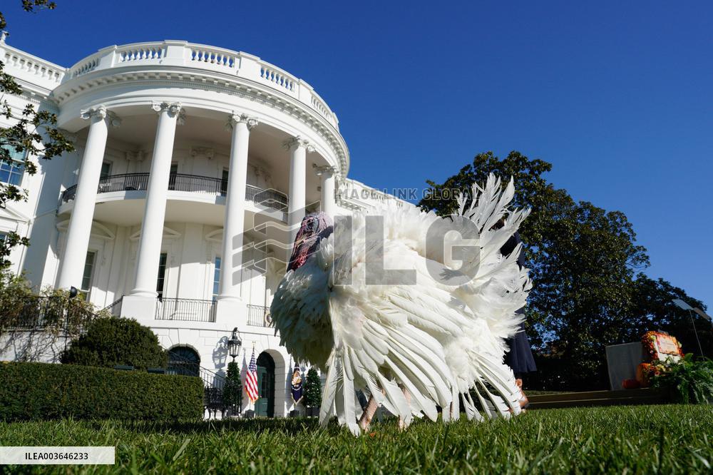 Biden Pardons the Thanksgiving Turkey - Washington