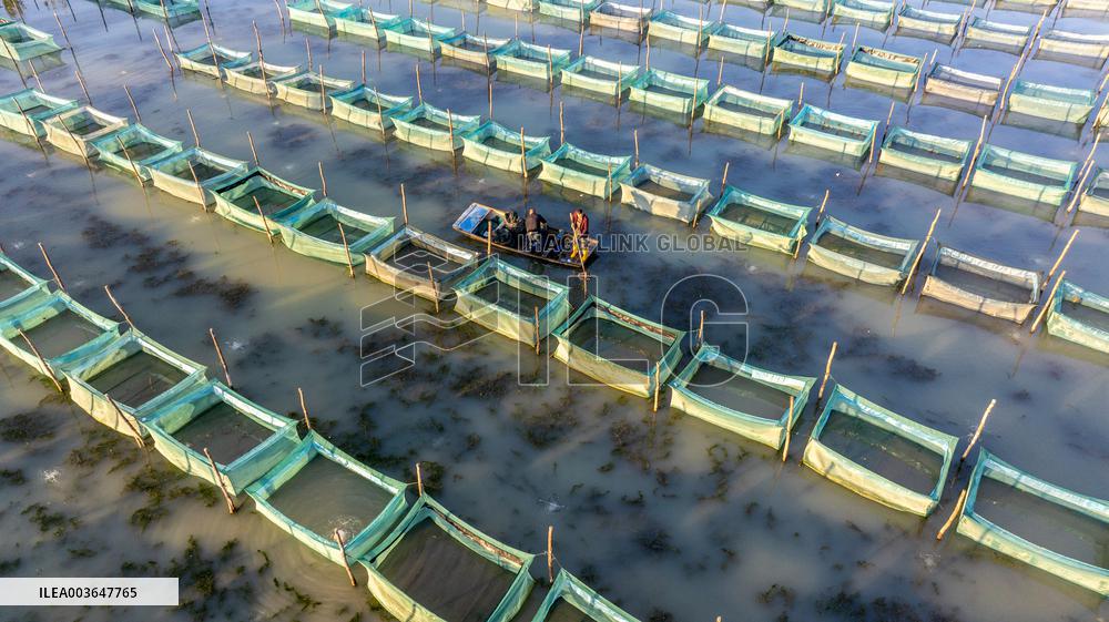 Crab Breeding