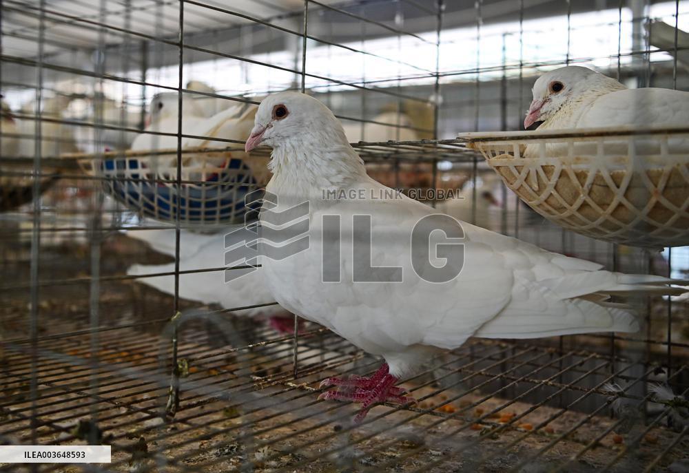 Meat Pigeon Breeding Base