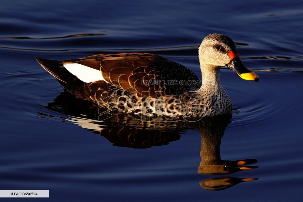 Indian Spot-Billed Duck - Ajmer