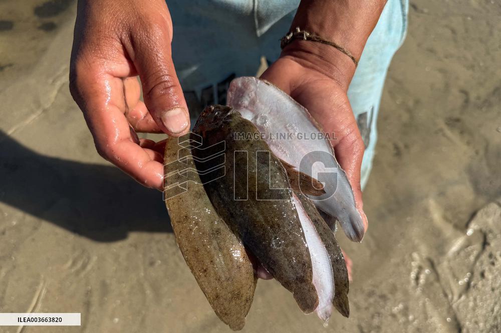 Lake Qarun Fishing Reopening - Egypt