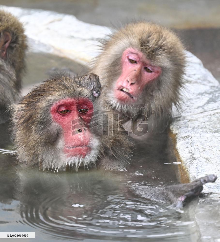 Japanese monkeys in hot spring