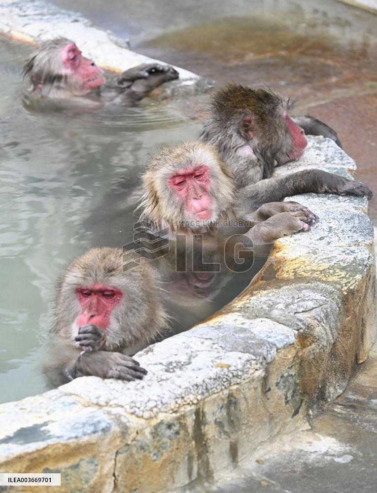Japanese monkeys in hot spring