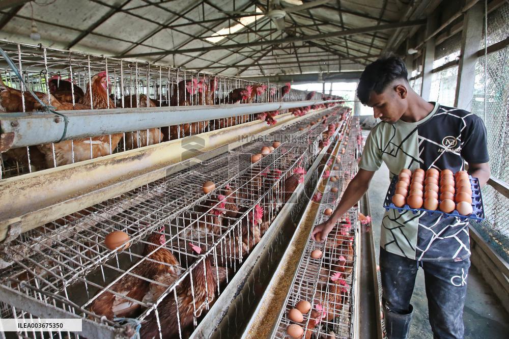 Egg Production - Bangladesh