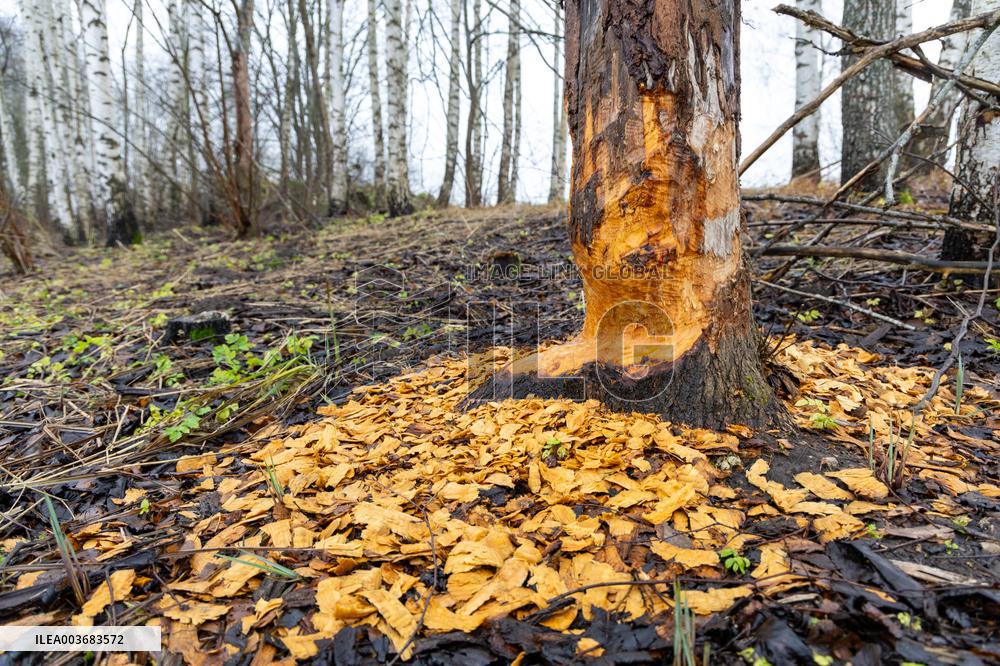 Papioru ponds struggling with beavers
