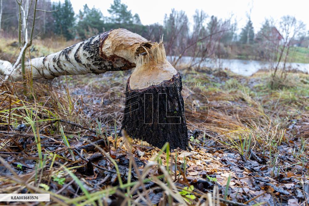 Papioru ponds struggling with beavers