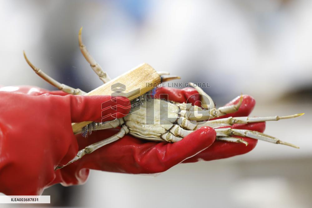 Crabs Export in Suqian