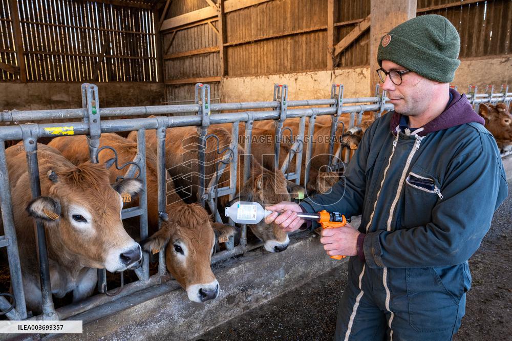 Vaccination Campaign Against Bluetongue - France