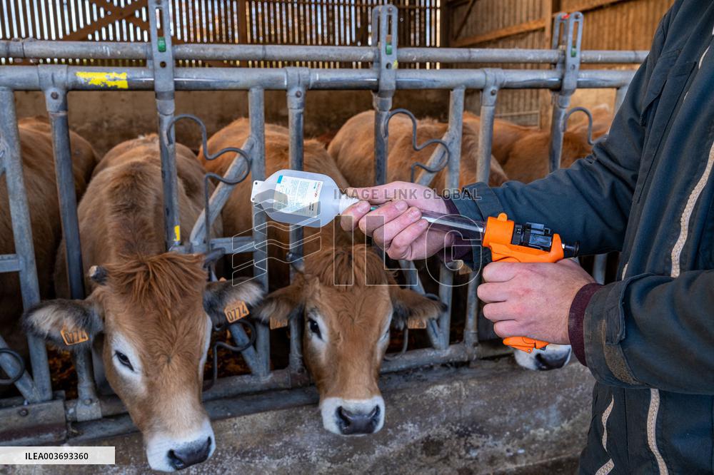 Vaccination Campaign Against Bluetongue - France