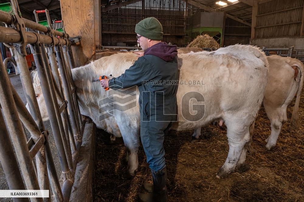 Vaccination Campaign Against Bluetongue - France