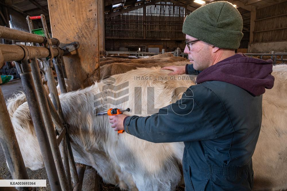 Vaccination Campaign Against Bluetongue - France