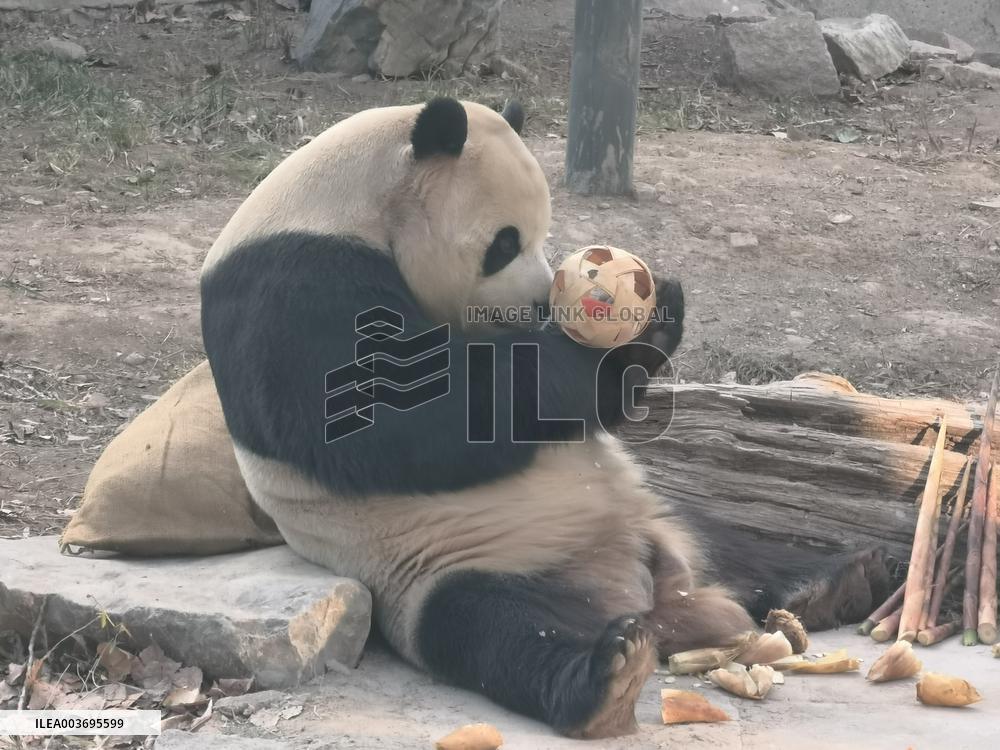 Giant Panda Panda Hi