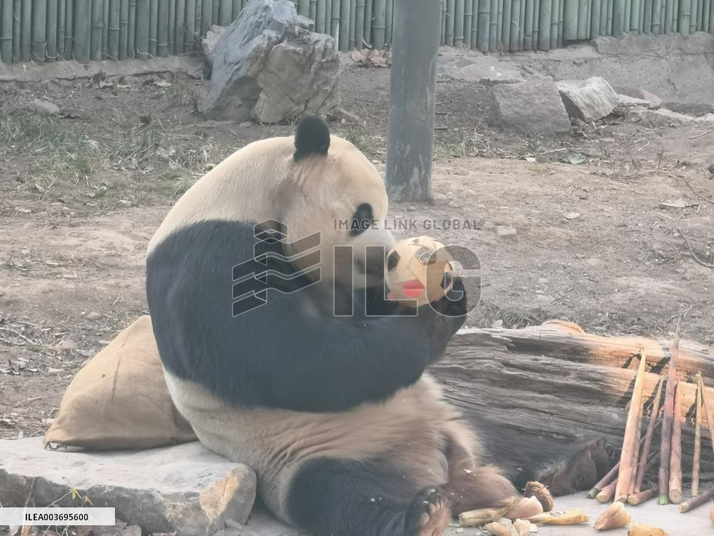 Giant Panda Panda Hi