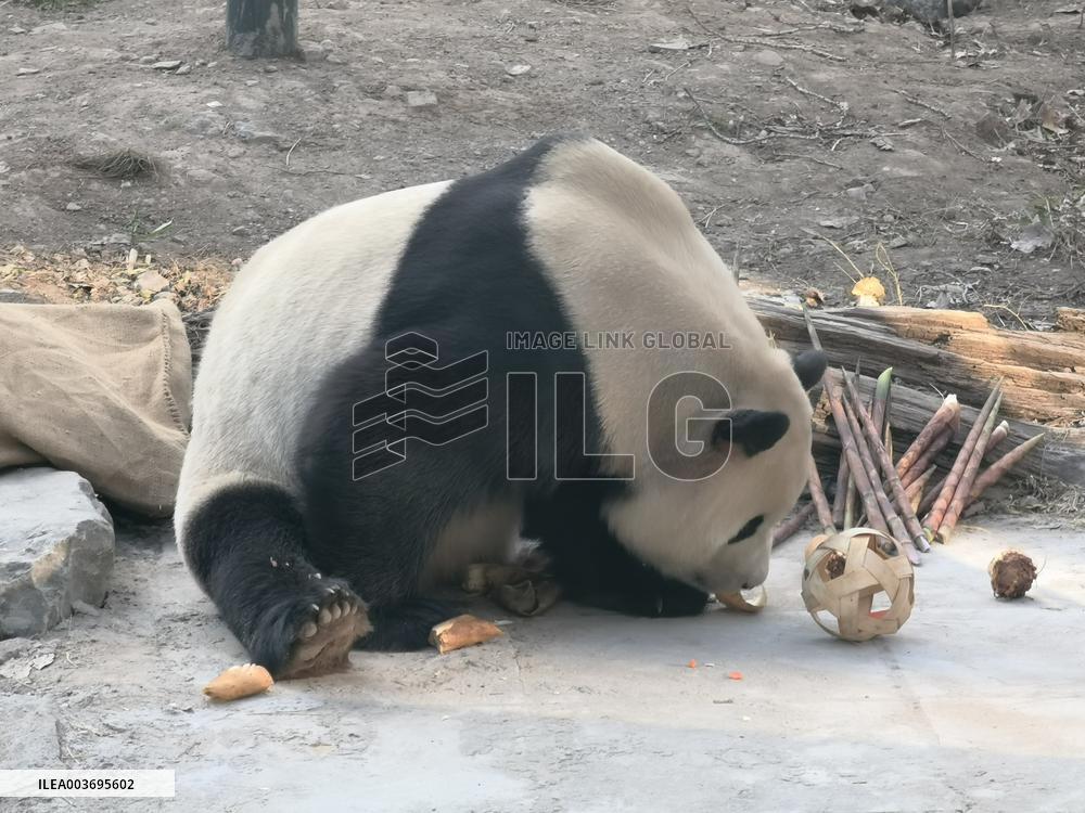 Giant Panda Panda Hi