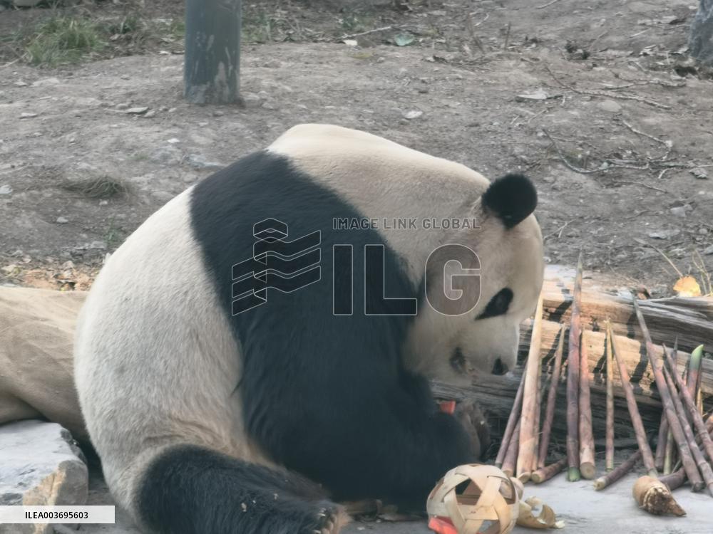 Giant Panda Panda Hi