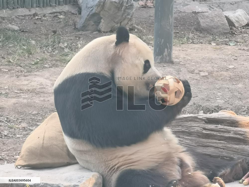 Giant Panda Panda Hi