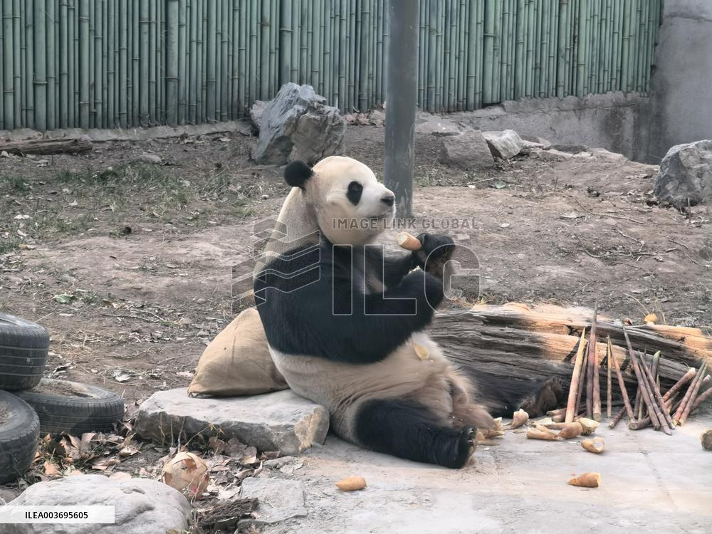 Giant Panda Panda Hi