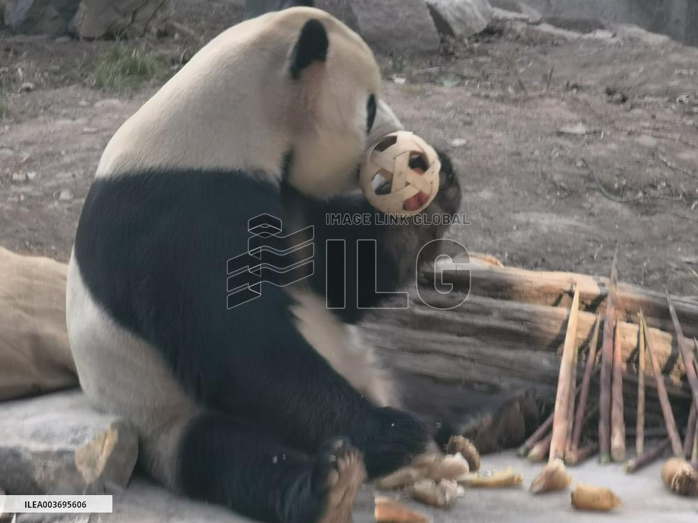 Giant Panda Panda Hi