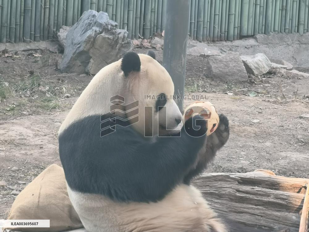 Giant Panda Panda Hi