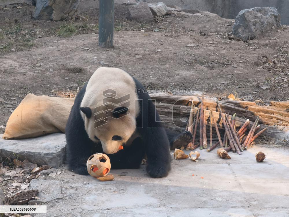 Giant Panda Panda Hi